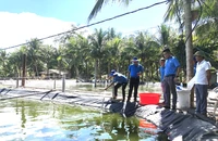 Mô hình nuôi tôm công nghệ cao Grofarm tại xã Hải Ninh, huyện Quảng Ninh, tỉnh Quảng Bình.