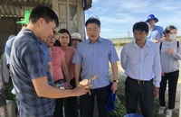 Mô hình nuôi cua gạch trong ao đầm gắn với liên kết tiêu thụ sản phẩm tại xã Phú Gia, huyện Phú Vang, tỉnh Thừa Thiên Huế.