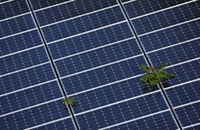 Cây cối xuyên qua dãy tấm pin mặt trời ở Fort Lauderdale, Florida, Mỹ. Ảnh chụp ngày 6/5/2022. Nguồn: Reuters. 