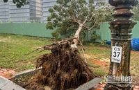 Cây xanh bật gốc, ngã đổ trên đường Như Nguyệt (thành phố Đà Nẵng) do gió của áp thấp nhiệt đới chiều 18/9/2024. (Ảnh: CÔNG VINH)