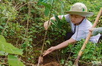 Một tình nguyện viên nhỏ tuổi hăng hái trồng cây tại dải rừng Pa Cốp-Hua Tạt, huyện Vân Hồ, tỉnh Sơn La.