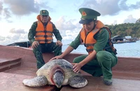 Cán bộ Đồn Biên phòng Thổ Châu đưa rùa ra biển thả về lại đại dương. (Ảnh: Đồn Biên phòng Thổ Châu cung cấp). 