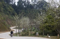 Con đường hoa lê ở xã Hồng Thái, huyện Na Hang, tỉnh Tuyên Quang (Ảnh: Nam Sương/TTXVN)