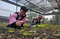 Sâm Ngọc Linh đã được trồng thành công bằng hạt tại Sơn La, với tỷ lệ nảy mầm đạt 100%.