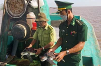 Đồn Biên phòng Trung Bình và Hạt kiểm lâm liên huyện Trần Đề-Cù Lao Dung thả các cá thể rùa biển họ Vích về môi trường tự nhiên. 
