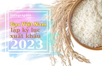 Gạo Việt Nam lập kỷ lục xuất khẩu