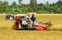 Lúa là nông sản chủ lực và các tỉnh, thành phố vùng đồng bằng sông Cửu Long cần liên kết lại với nhau.