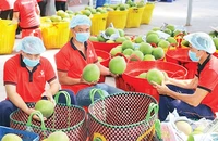Kiểm tra trái cây trước khi xuất khẩu tại Công ty Vina T&T Group. (Ảnh MINH HÀ) 