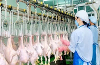 Dây chuyền chế biến thịt gà xuất khẩu sang Nhật Bản tại Công ty TNHH Koyu & Unitek (tỉnh Ðồng Nai). 