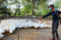 Phun thuốc khử trùng tại các hộ chăn nuôi ở huyện Cần Ðước, tỉnh Long An. (Ảnh KIM THOA) 