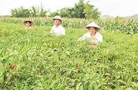 Nông dân ở xã Gia Cát, huyện Cao Lộc (Lạng Sơn), thu hái ớt xuất khẩu. 