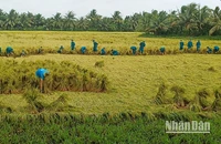 Lực lượng bộ đội giúp dân bó lúa bị đổ ngã để tránh thiệt hại. 