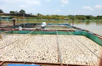 Cá chết nổi trắng lồng, bè nuôi cá trên sông Sêrêpốk đoạn qua xã Ea Na, huyện Krông Ana.