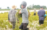 Người dân huyện Ea Súp gặt lúa chạy lũ để giảm thiệt hại. 