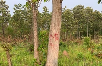 Hiện nay, thời tiết ở Đắk Lắk đang bước vào thời kỳ cao điểm của mùa khô năm 2024 nên nguy cơ gia tăng về tình trạng phá rừng, lấn chiếm đất rừng, khai thác gỗ trái pháp luật, cháy rừng.