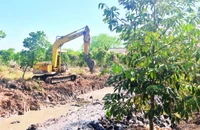 Người dân xã Sơn Định (huyện Chợ Lách) đào ao chứa nước ngọt trong mùa hạn mặn.
