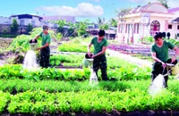 Đại đội Trinh sát cơ giới tăng gia sản xuất.