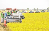Thu hoạch lúa trên cánh đồng huyện Thoại Sơn, tỉnh An Giang. (Ảnh Minh Anh)
