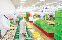 Chế biến thủy sản xuất khẩu ở Công ty CP Thủy sản Cafatex (Hậu Giang). Ảnh: Trần Quốc