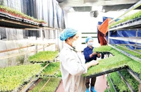 Mô hình trồng rau mầm tại Hợp tác xã Sản xuất và Dịch vụ nông nghiệp Thanh Hà (huyện Thường Tín) cho hiệu quả kinh tế cao. (Ảnh BẠCH THANH)