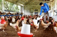Trang trại nuôi gà đẻ trứng của nông dân ở xã Thanh Nguyên, huyện Thanh Liêm, tỉnh Hà Nam. (Ảnh TRẦN HẢI)