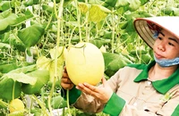 Sản phẩm dưa lưới trồng theo quy trình công nghệ cao ở Đầm Hà đã đem lại hiệu quả kinh tế cao.