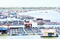 Nuôi thủy sản lồng bè tại xã Long Sơn, thành phố Vũng Tàu.