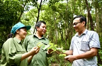 Cán bộ Ban quản lý rừng phòng hộ Đồng Xuân (Phú Yên) lựa chọn giống cây lâm nghiệp để trồng rừng. (Ảnh GIZ)