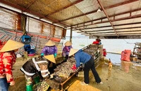 Mở rộng phạm vi gói tín dụng đối với lĩnh vực nông, lâm, thủy sản.