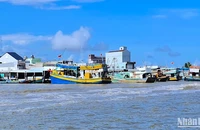 Ngộ độc do ăn cá nóc tại Cà Mau thường xảy ra ở vùng ven biển, nơi có nhiều hình thức khai thác và dễ dàng bắt được cá nóc.