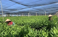 Vườn ươm cung cấp giống mắc-ca chất lượng cao cho thị trường.