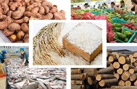 Bức tranh xuất khẩu nông sản nửa đầu năm đã có những điểm sáng