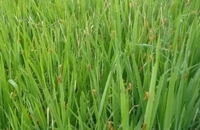 Lên phương án phòng chống dịch châu chấu tre lưng vàng