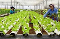 Cây trồng chuyển gen được xem như là một trong những giải pháp giảm thiểu những thiệt hại cho ngành nông nghiệp trong bối cảnh hiện nay.