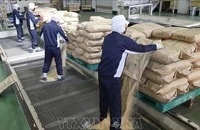 Gạo dự trữ của Chính phủ được chuyển tới nhà máy xay xát ở tỉnh Saitama, Nhật Bản, ngày 18/3/2025. Ảnh: Kyodo/TTXVN