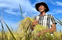 Đề án 1 triệu ha lúa chất lượng, hướng đi phát triển nông nghiệp bền vững.