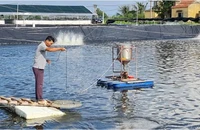 Quy trình nuôi tôm 3 giai đoạn của Công ty cổ phần Thủy sản Tân An, thị xã Quảng Yên, tỉnh Quảng Ninh. (Ảnh:nhandan.vn)