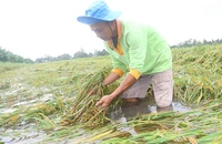 Lúa hè-thu bị đổ ngã do ảnh hưởng mưa, bão.