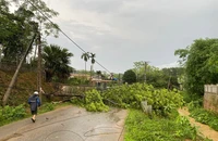 Mưa lớn kèm theo dông lốc khiến nhiều cây cối bị gãy đổ, nhiều công trình bị hư hỏng.