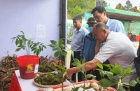 Gian hàng trưng bày, giới thiệu và bán sâm Ngọc Linh thu hút đông đảo người dân tham quan, mua sắm.