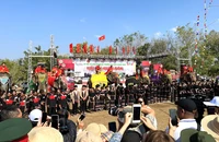 Những chú voi tham gia Hội voi Buôn Đôn năm 2023.