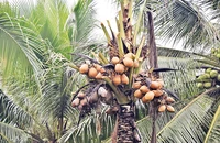 Sâu đầu đen gây hại nặng trên các vườn dừa của nông dân ở xã Xuân Đông, huyện Chợ Gạo, tỉnh Tiền Giang.
