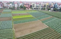 Sản xuất rau an toàn tại xã Tráng Việt, huyện Mê Linh, Hà Nội. (Ảnh: VŨ SINH)