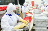 Chế biến thủy sản xuất khẩu ở Công ty cổ phần Thủy sản Cafatex (Hậu Giang). (Ảnh: TRẦN QUỐC)
