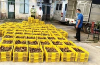 Buôn lậu gia cầm không rõ nguồn gốc có thể làm tăng nguy cơ lây nhiễm bệnh cúm gia cầm.