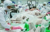 Chế biến cá ngừ xuất khẩu. Ảnh: NGUYỄN NAM