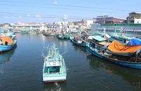 Tàu lưới cá thu và tàu câu mực ở đảo Thổ Chu (Kiên Giang).