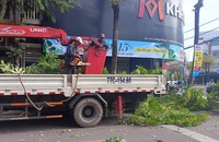 Bình Định cắt tỉa cây xanh nhằm hạn chế thiệt hại do mưa bão gây ra.