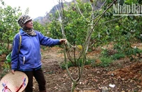 Một trong số những cây na trồng xen ổi đã chết tại vườn nhà ông Khổng Minh Hưng.