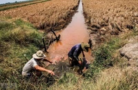 Tăng cường thực hiện các biện pháp phòng, chống nắng nóng, hạn hán, thiếu nước, xâm nhập mặn. (Ảnh minh họa)